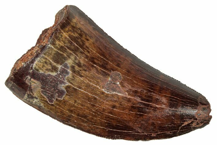 Serrated, Carcharodontosaurus Tooth - Feeding Worn Tip #241397